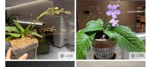 午夜国产自,揭秘国产影视作品的魅力与挑战